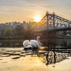 Sonnenaufgang an der Elbe 001