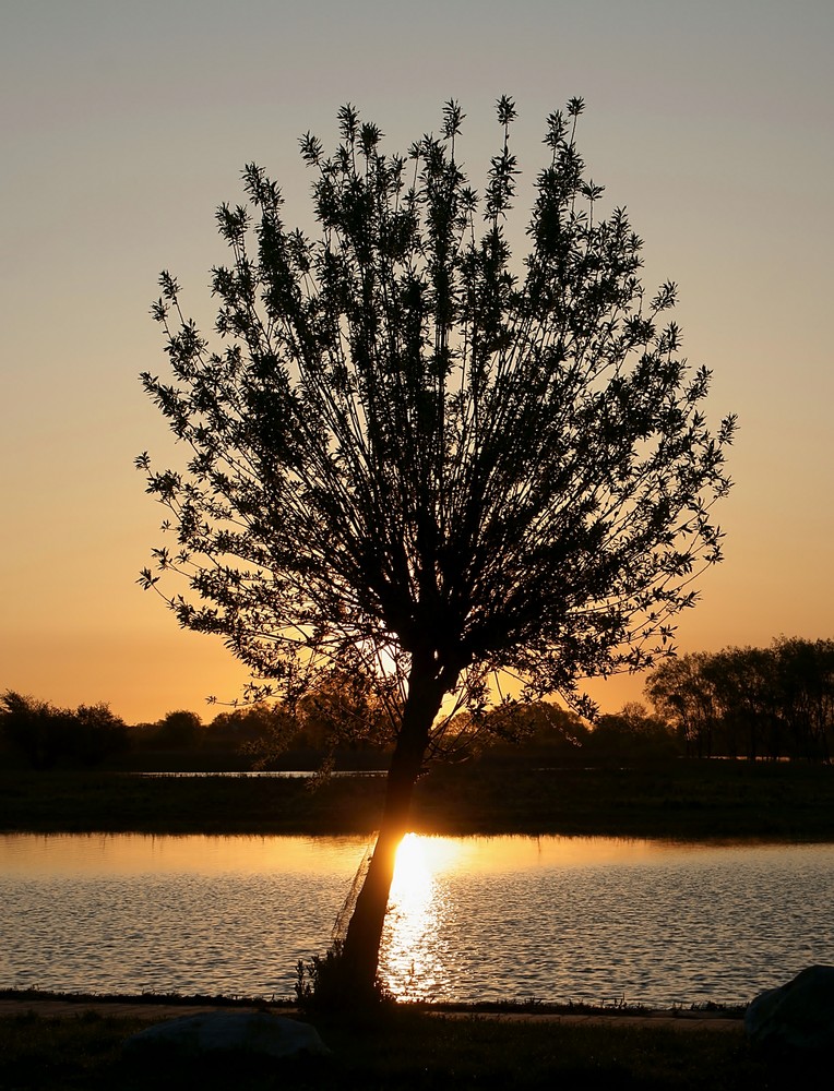 Sonnenaufgang an der Elbe