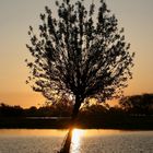 Sonnenaufgang an der Elbe