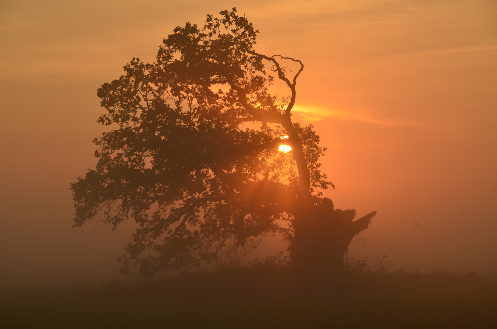 Sonnenaufgang an der Elbe