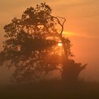 Sonnenaufgang an der Elbe