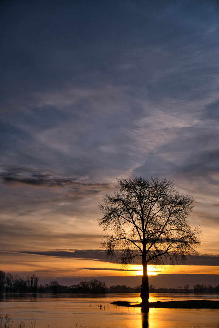 Sonnenaufgang an der Elbe bei Hochwasser