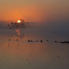 Sonnenaufgang an der Elbe, nahe Lauenburg...mit Blick in Richtung Boizenburg..