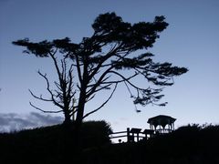 Sonnenaufgang an der Kalaloch Lodge