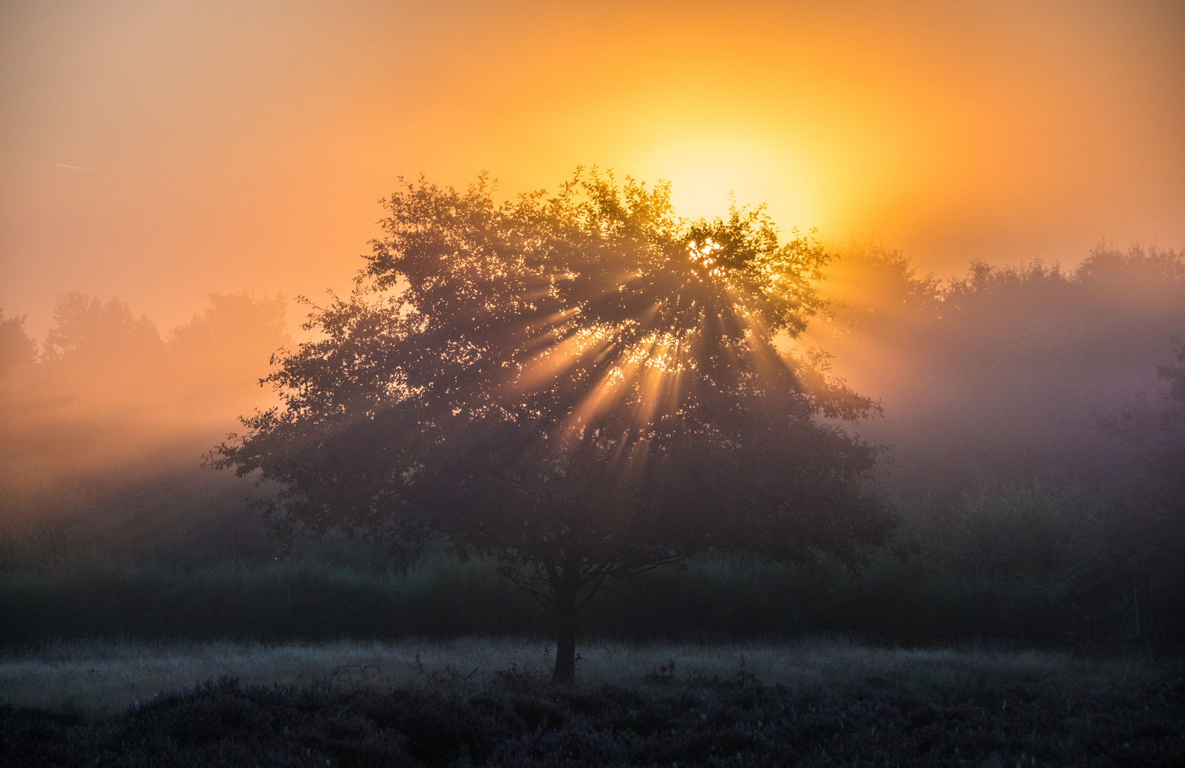 Sonnenaufgang an der Mehlinger Heide