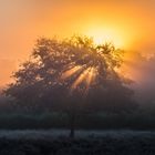 Sonnenaufgang an der Mehlinger Heide