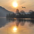 Sonnenaufgang an der Mosel - mit Schwänen