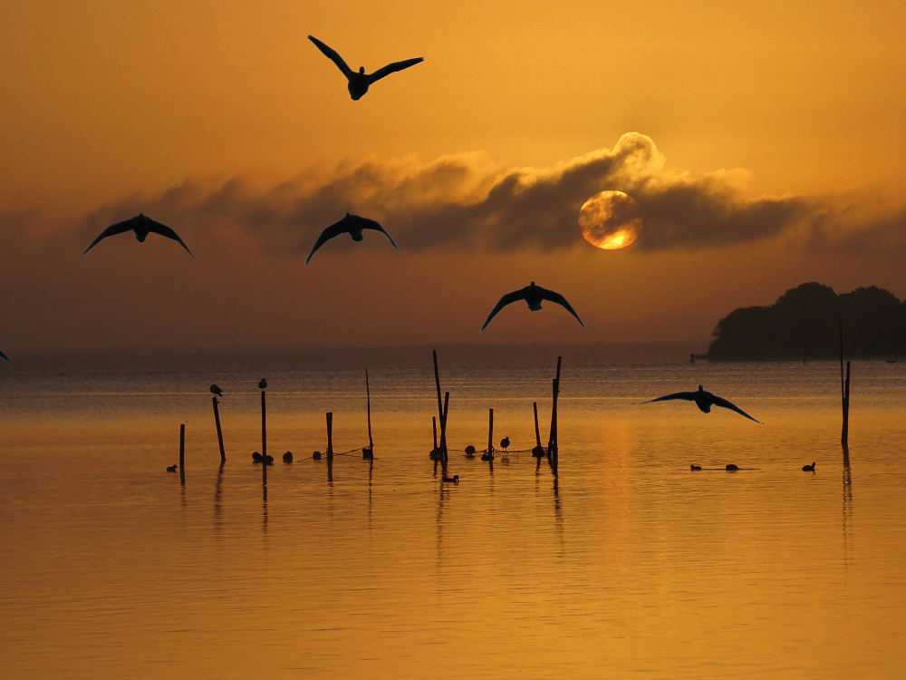 Sonnenaufgang an der Müritz (2)