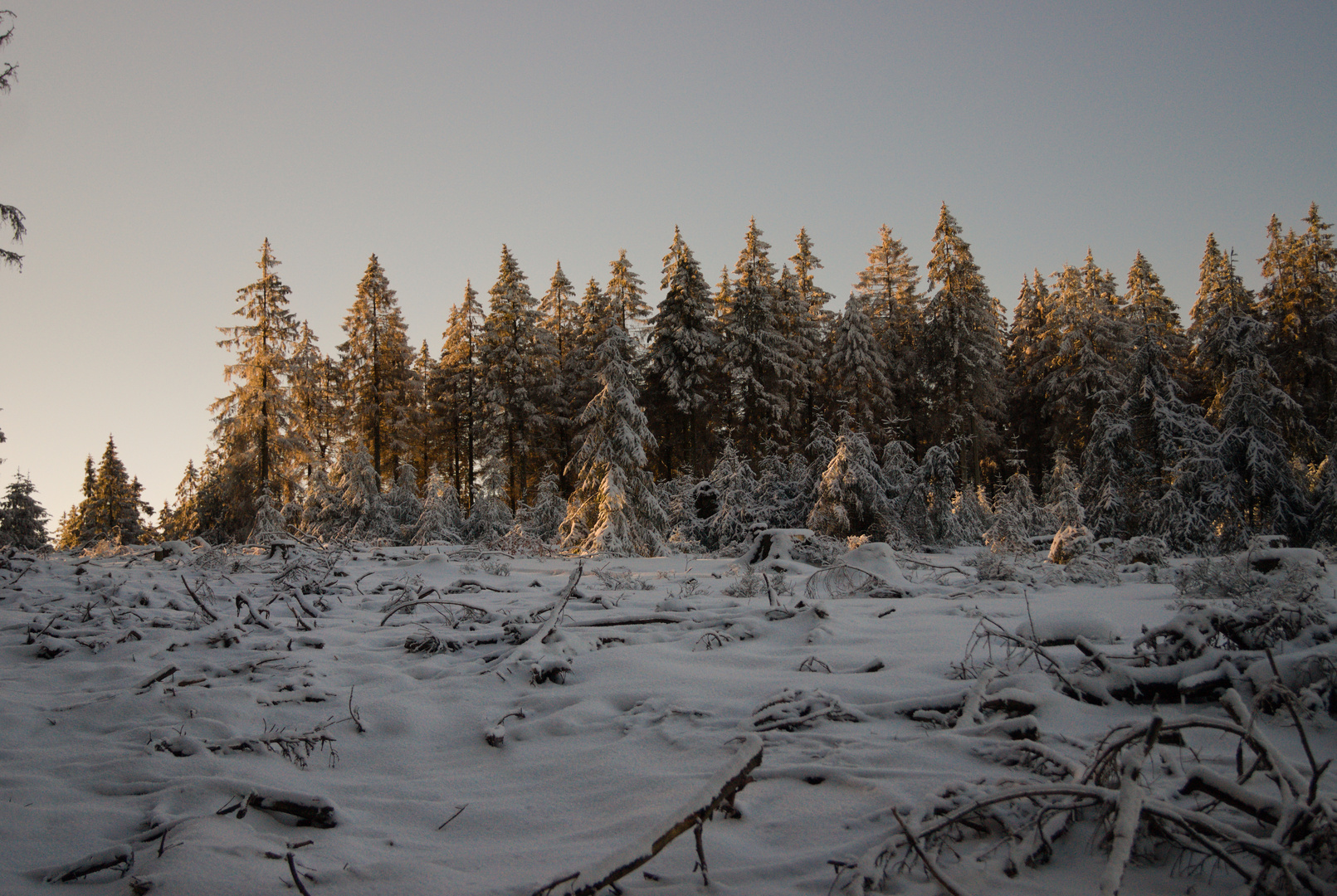 Sonnenaufgang an der Nordhelle - Wald