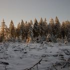 Sonnenaufgang an der Nordhelle - Wald