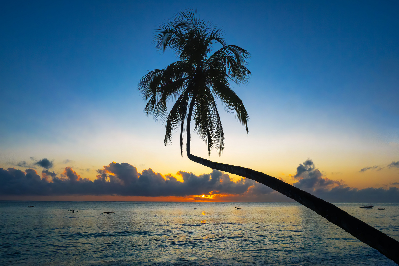 Sonnenaufgang an der schiefen Palme