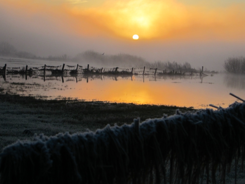 sonnenaufgang an der weser...