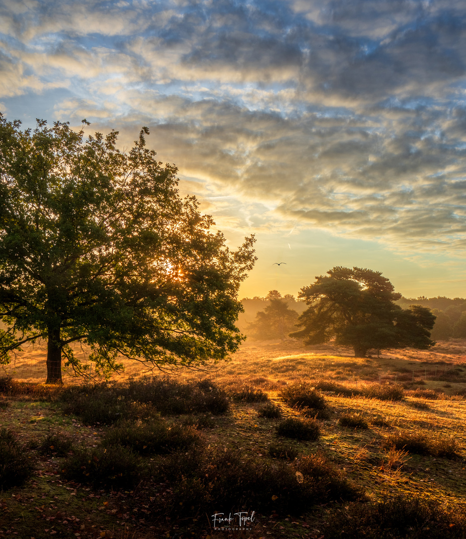 Sonnenaufgang an der Westruper Heide II