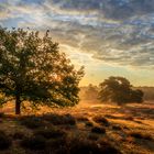 Sonnenaufgang an der Westruper Heide II