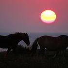 Sonnenaufgang auf Amrum