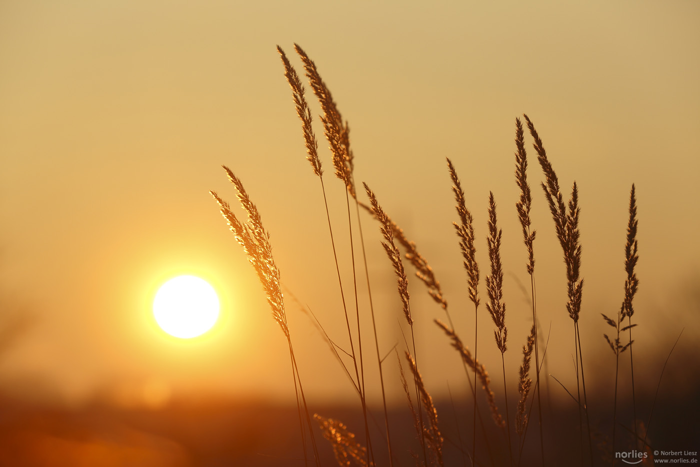 Sonnenaufgang auf Balkonien