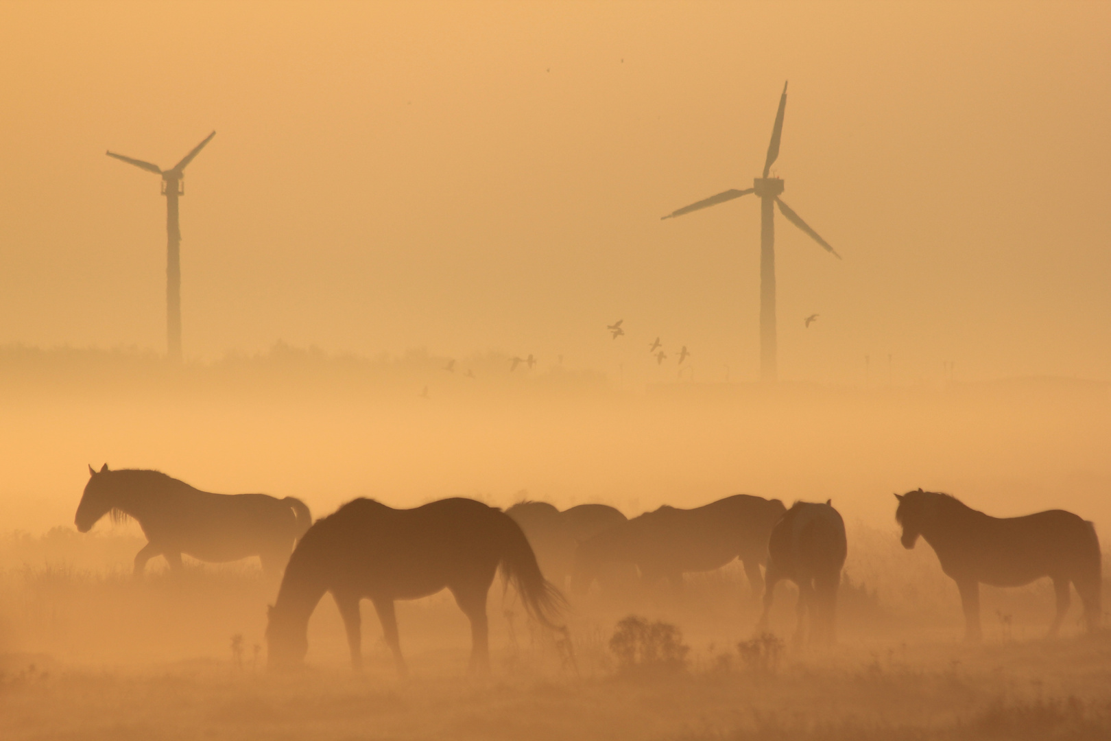 Sonnenaufgang auf Borkum