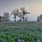 Sonnenaufgang auf dem Dorf