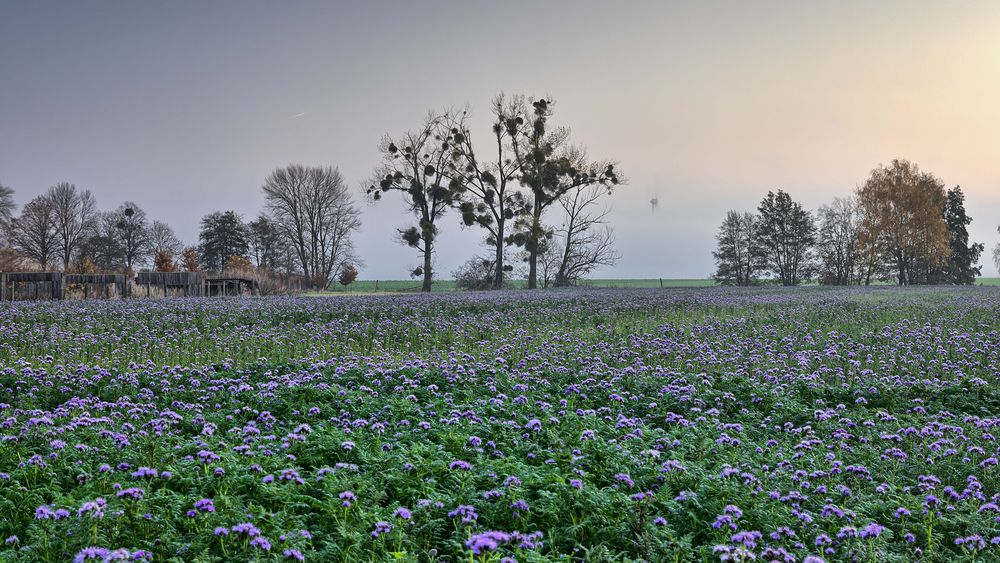 Sonnenaufgang auf dem Dorf