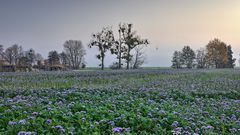 Sonnenaufgang auf dem Dorf