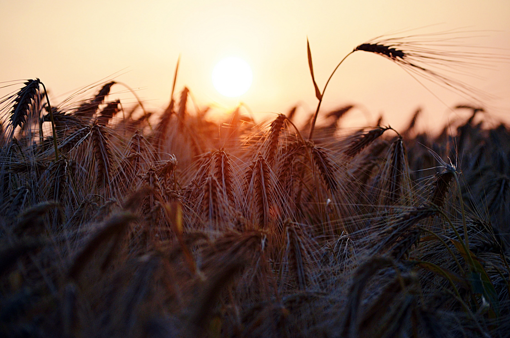 Sonnenaufgang auf dem Land 