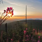 .... Sonnenaufgang auf dem Lusen (Bayerischer Wald)