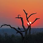 Sonnenaufgang auf dem Weg in den Chobe Nationalpark