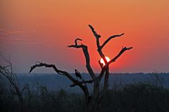 Sonnenaufgang auf dem Weg in den Chobe Nationalpark