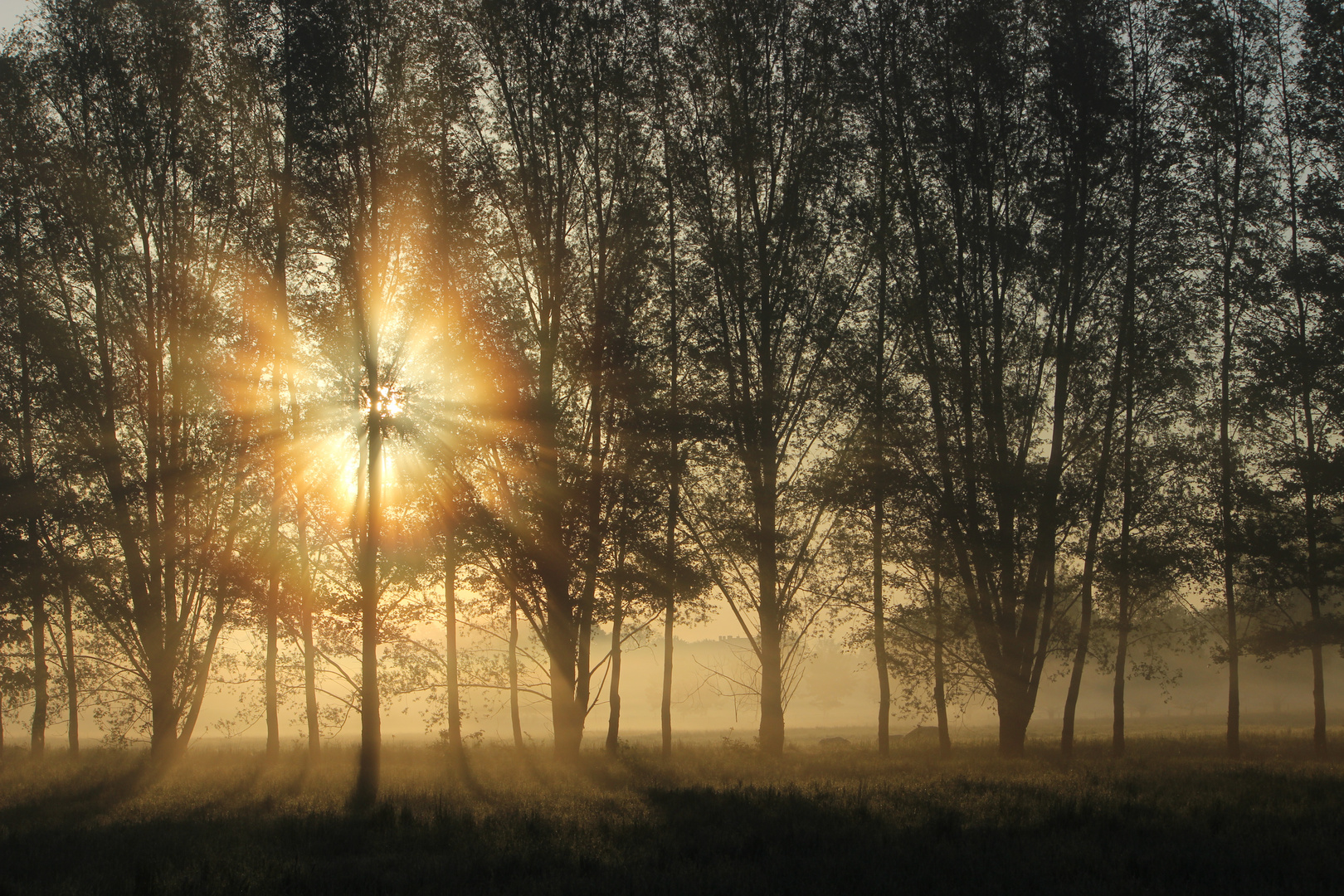 Sonnenaufgang auf den Buschwiesen