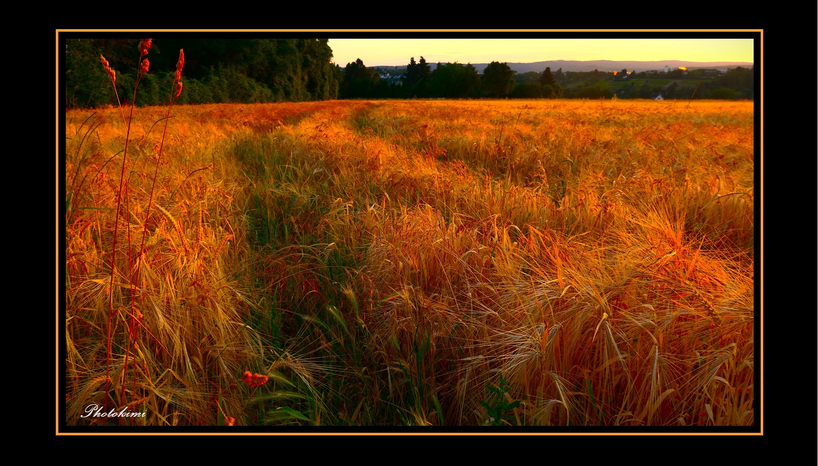 Sonnenaufgang auf den Gerstenfeldern