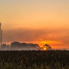 Sonnenaufgang auf der Friesenheimer Insel