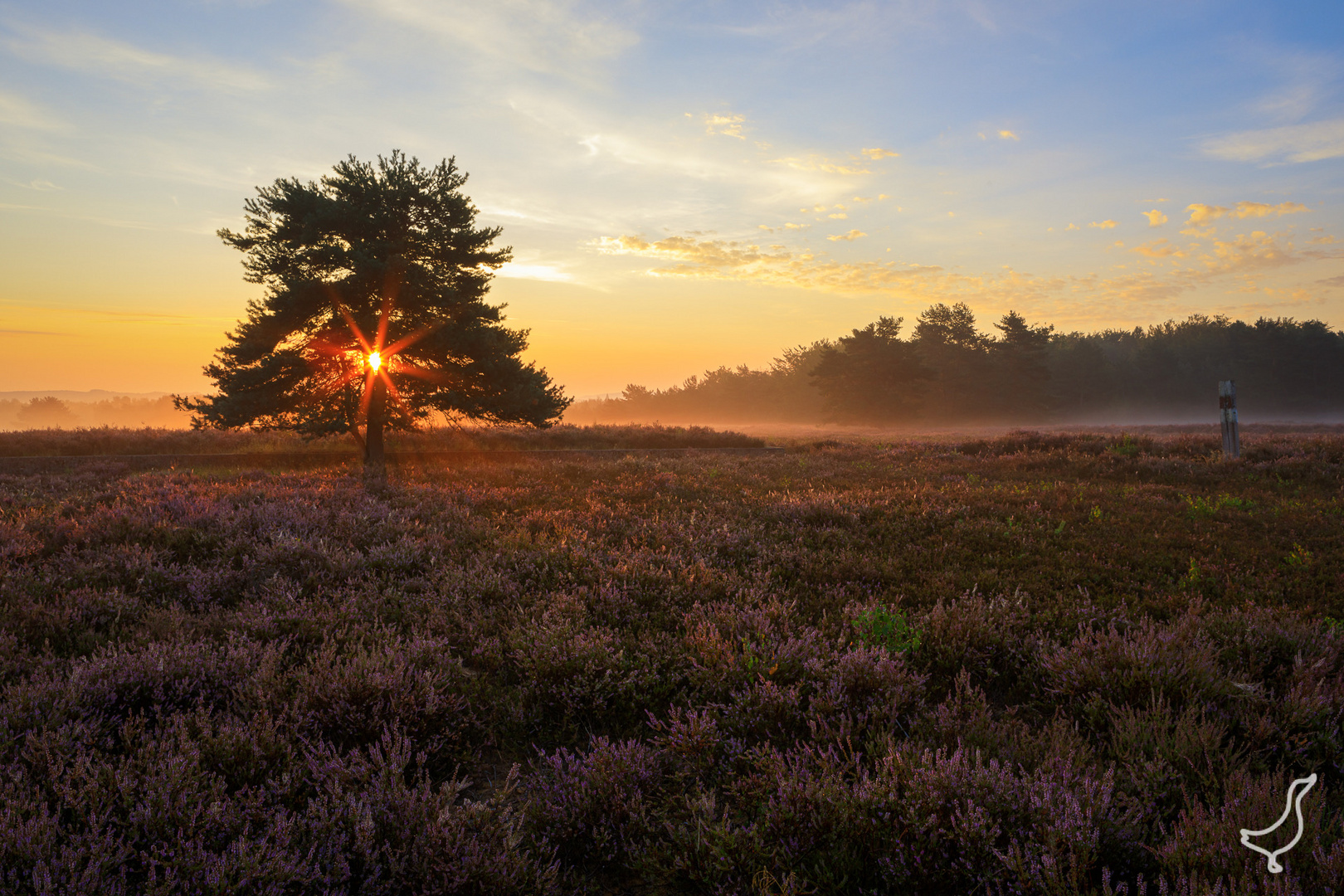 Sonnenaufgang auf der Heide