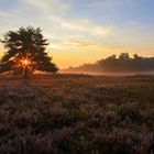 Sonnenaufgang auf der Heide