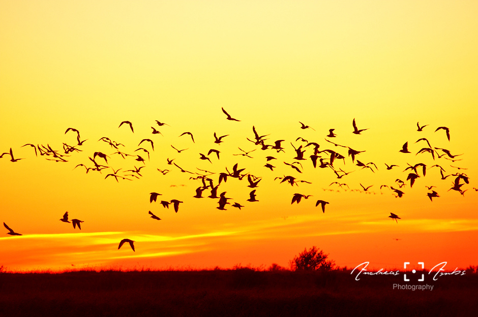 Sonnenaufgang auf der Insel Fehmarn