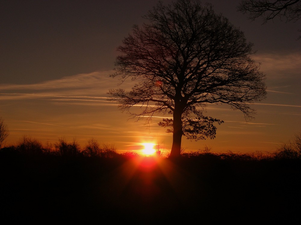 Sonnenaufgang auf der Koppel