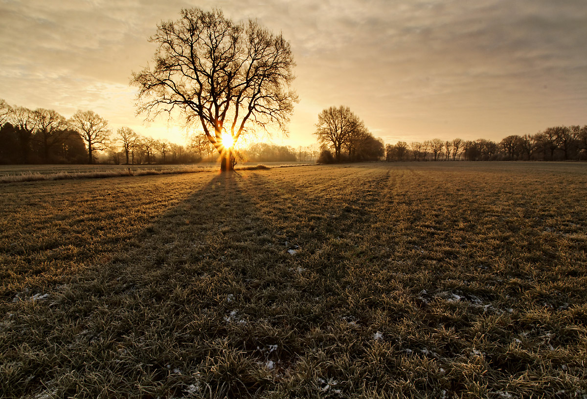 Sonnenaufgang auf der Koppel