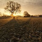 Sonnenaufgang auf der Koppel