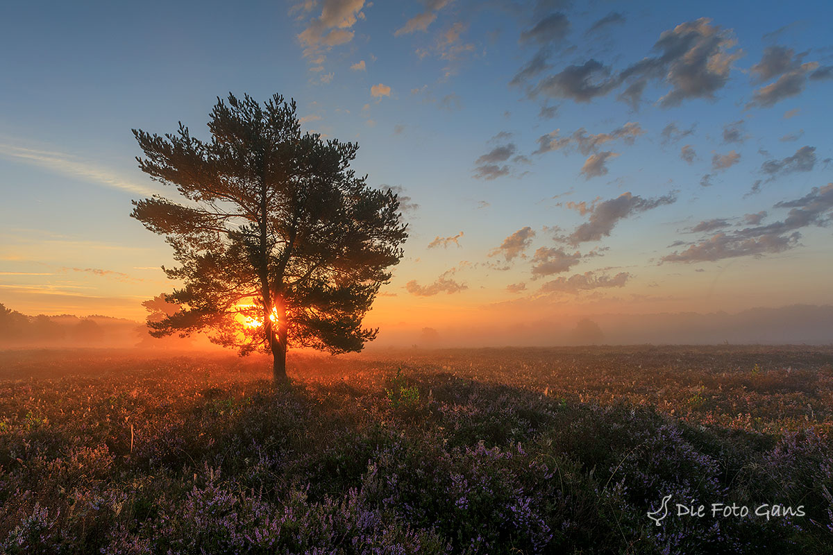 Sonnenaufgang auf der Mehlinger Heide