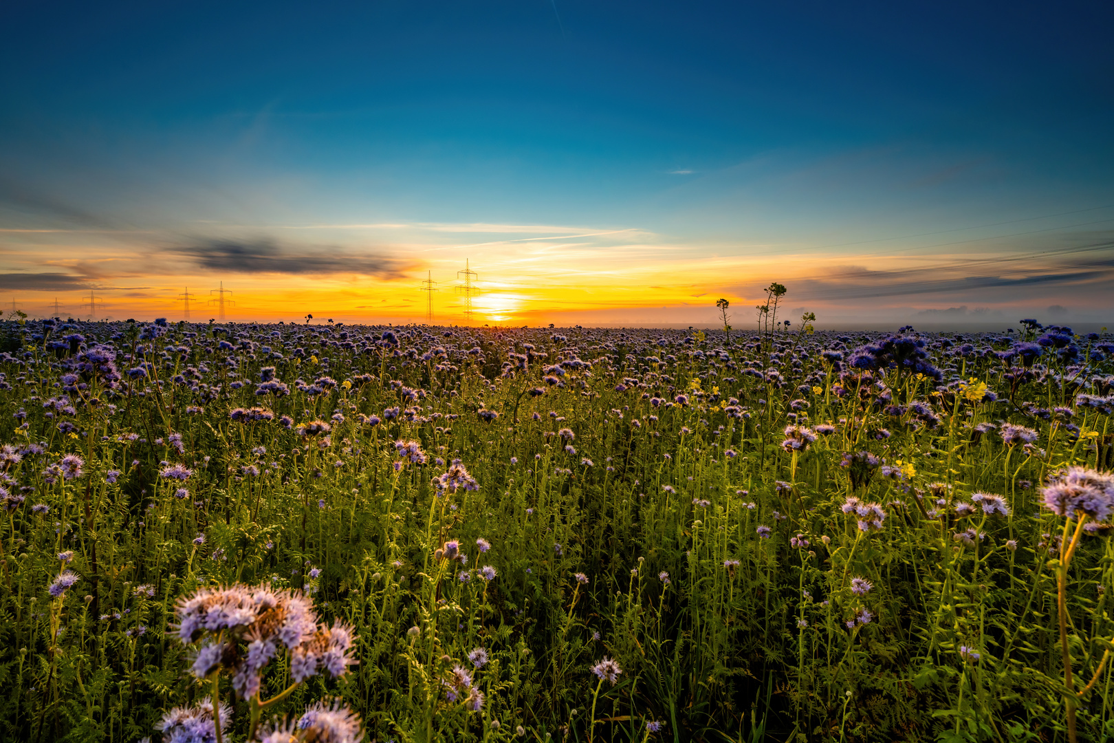 Sonnenaufgang auf einem Feld