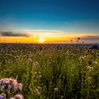 Sonnenaufgang auf einem Feld