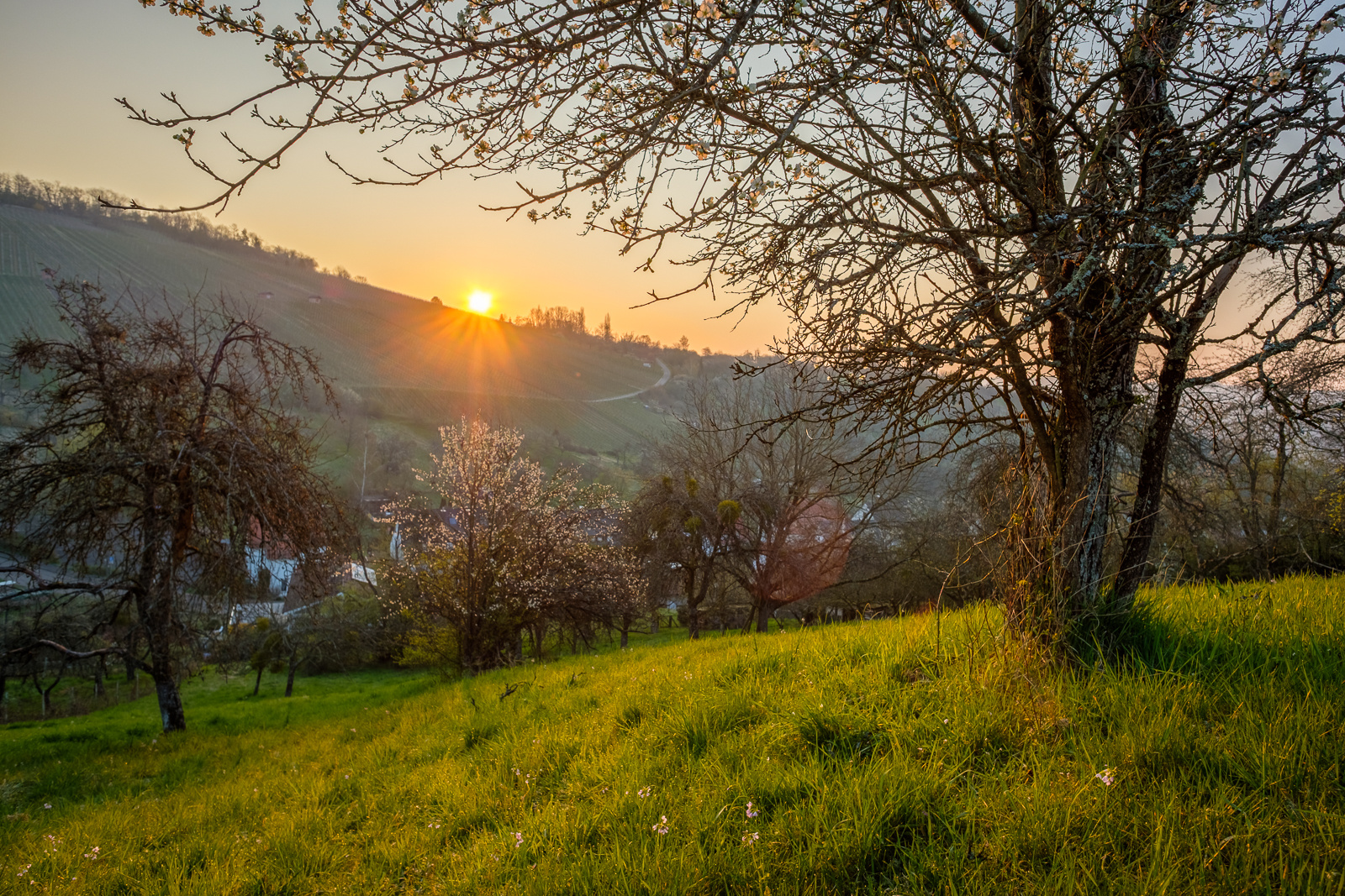 Sonnenaufgang auf einer Streuobstwiese