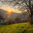 Sonnenaufgang auf einer Streuobstwiese