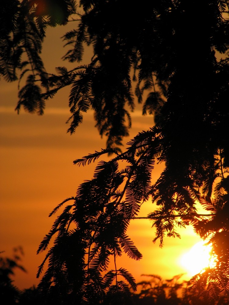 Sonnenaufgang aus der Eichhörnchen - Perspektive