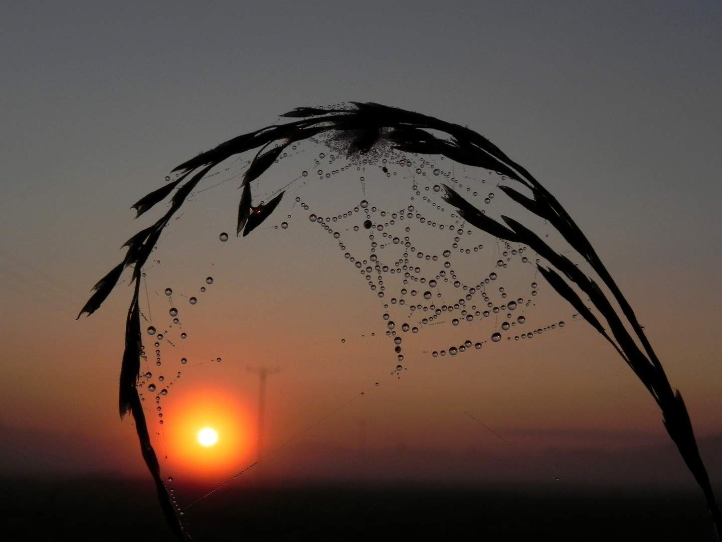 Sonnenaufgang aus der Froschperspektive