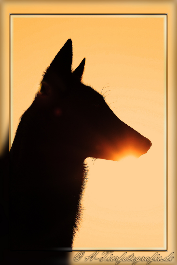 Sonnenaufgang aus Hundesicht (Malinois, Belgischer Schäferhund)