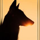 Sonnenaufgang aus Hundesicht (Malinois, Belgischer Schäferhund)