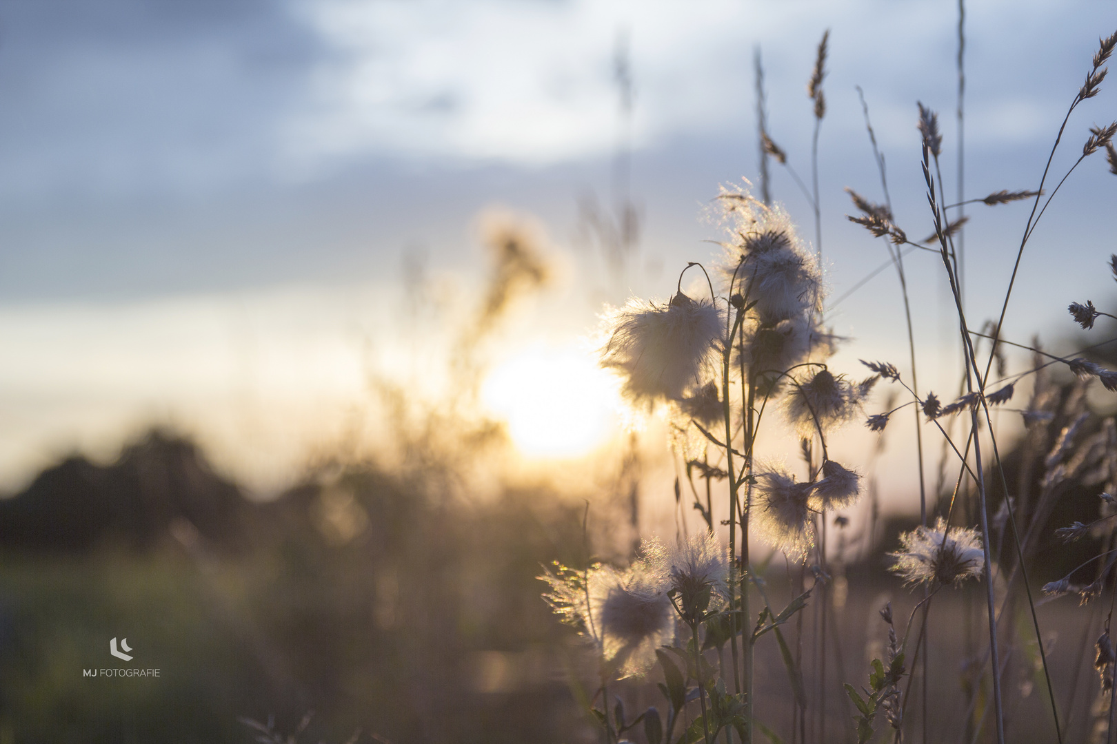 Sonnenaufgang aus Sicht der Pflanzen