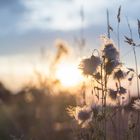 Sonnenaufgang aus Sicht der Pflanzen