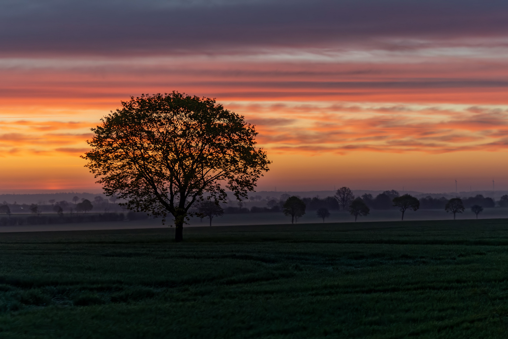 Sonnenaufgang, Baum, Nebel