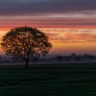 Sonnenaufgang, Baum, Nebel